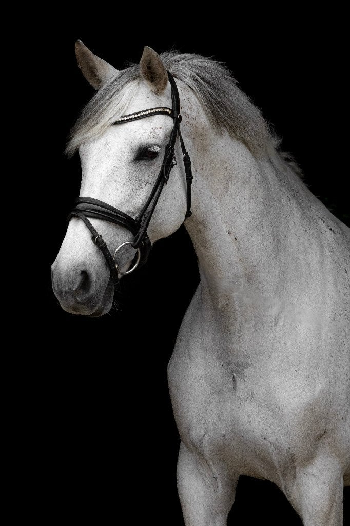 Prachtige 13 jarige KWPN spring/allround merrie, Dieren en Toebehoren, Merrie, Springpaard, Met stamboom, 11 jaar of ouder