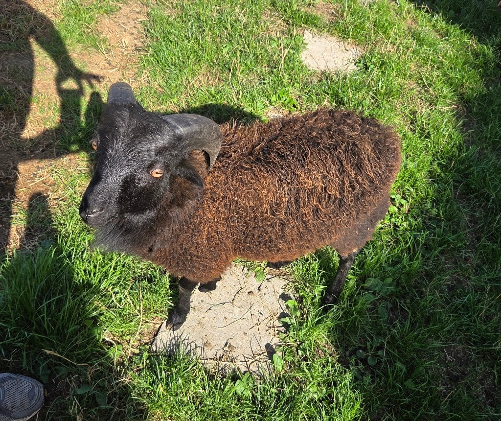 ouessant, Dieren en Toebehoren, Mannelijk, Schaap, 0 tot 2 jaar