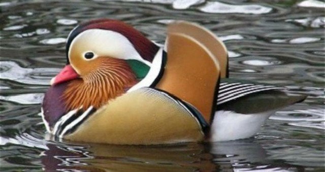 Enkele koppels blonde mandarijnen van dit jaar, Dieren en Toebehoren, Meerdere dieren, Eend