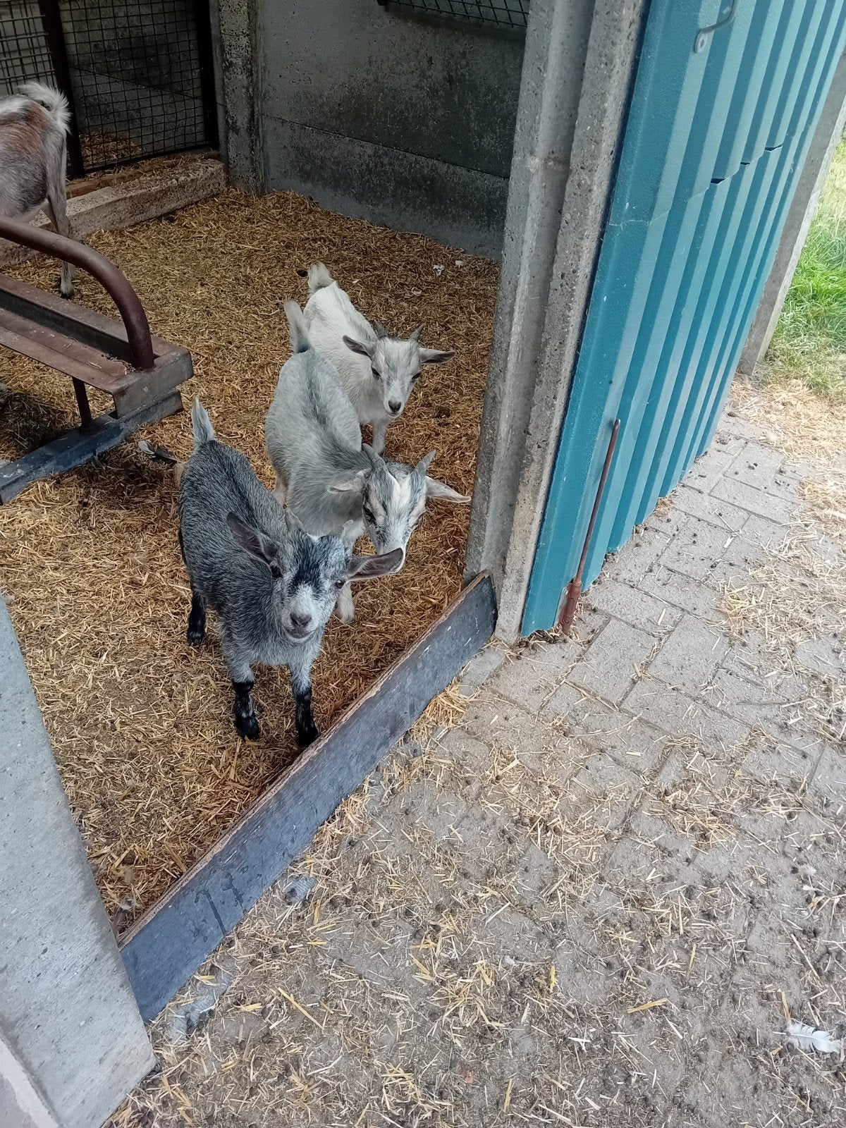 Bokjes dwerggeiten, Dieren en Toebehoren