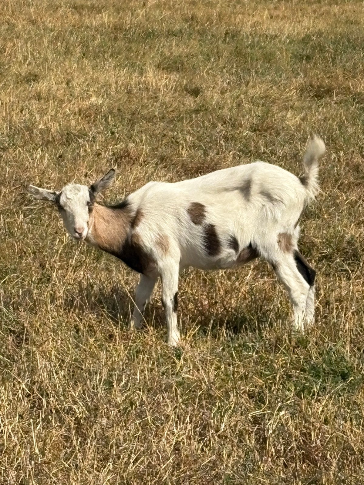 Tamme geiten, Dieren en Toebehoren, Schapen, Geiten en Varkens
