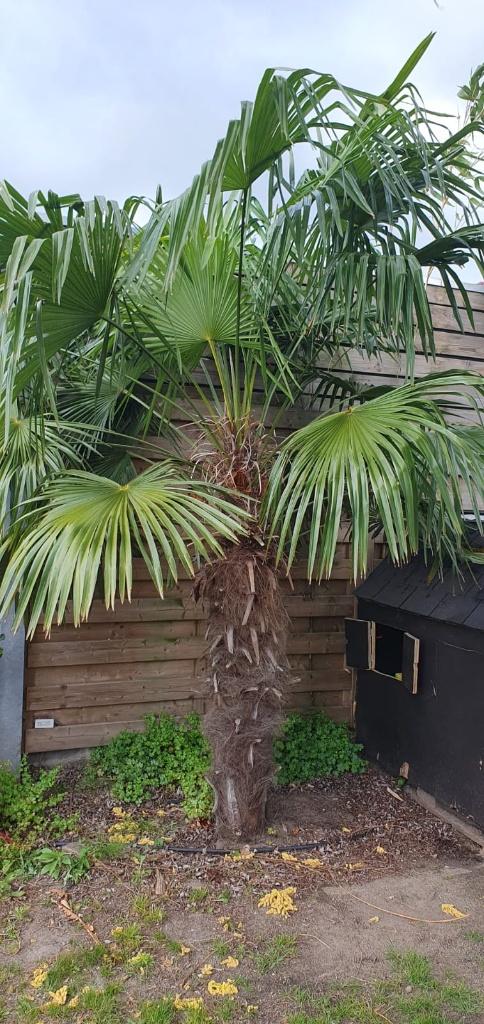 3 Volwassen Trachycarpus Fortunei Palmbomen, Tuin en Terras, Planten | Bomen, Ophalen, Palmboom, 250 tot 400 cm