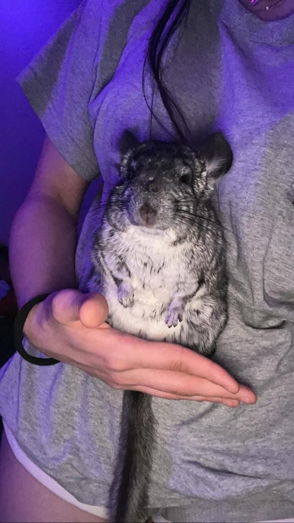 Chinchilla à donner gratuitement – cause déménagement, Animaux & Accessoires, Enlèvement ou Envoi, Comme neuf, Autres types, Chinchilla