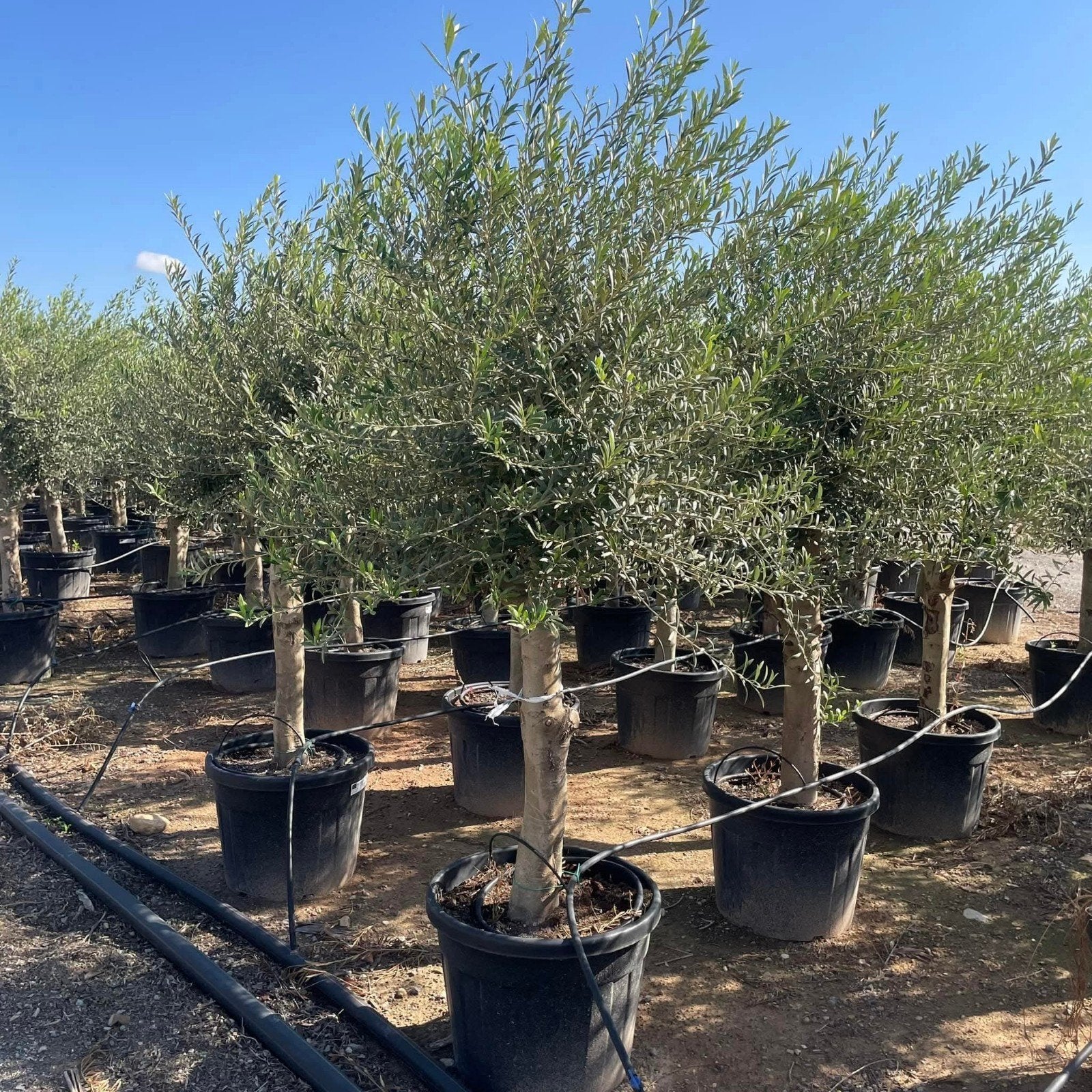 ‼️olijfbomen olea europaea aan promoprijzen ‼️, Tuin en Terras, Ophalen
