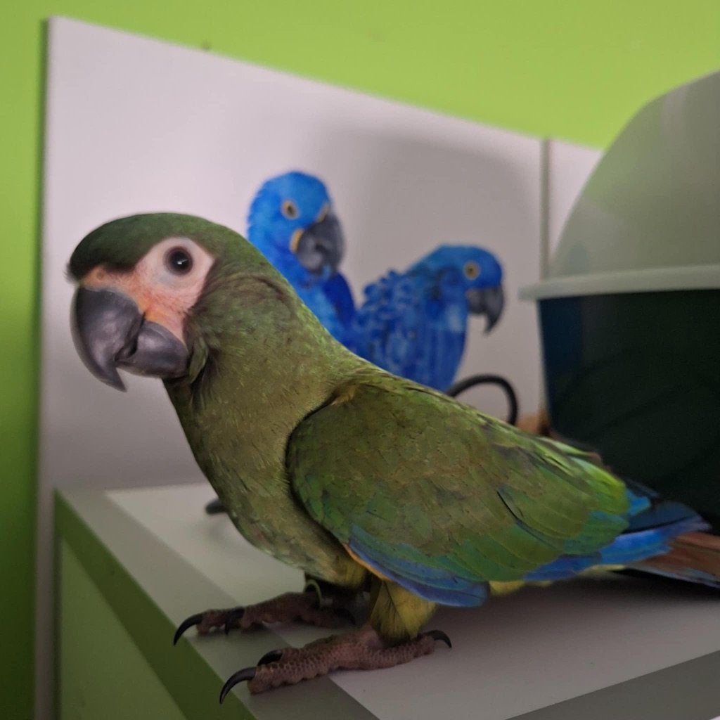 Ara maracana, Dieren en Toebehoren, Vogels | Parkieten en Papegaaien, Meerdere dieren, Papegaai, Pratend