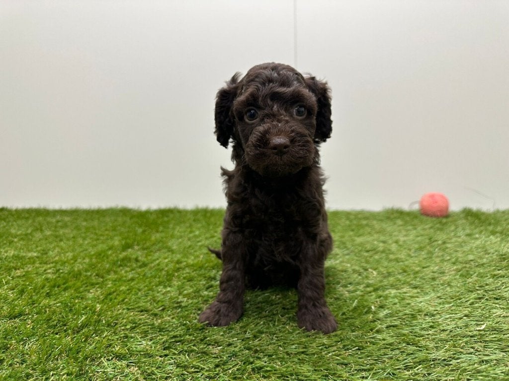 Nestje Dwergpoedel pups