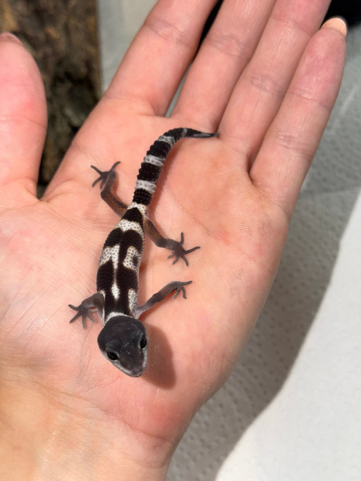 Black night x tangerine luipaardgekko vrouw, Hagedis, Tam, 0 tot 2 jaar