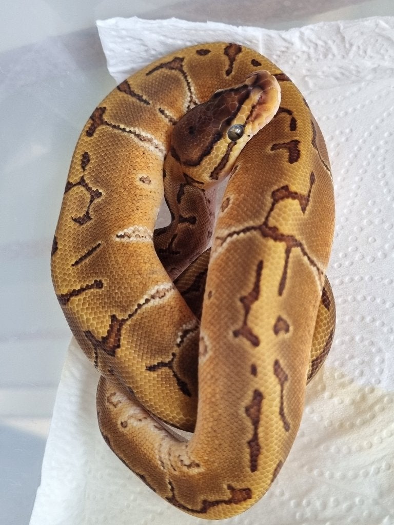 0.1 special enchi pinstripe het piebald koningspython Ball Python - female for sale from Mex