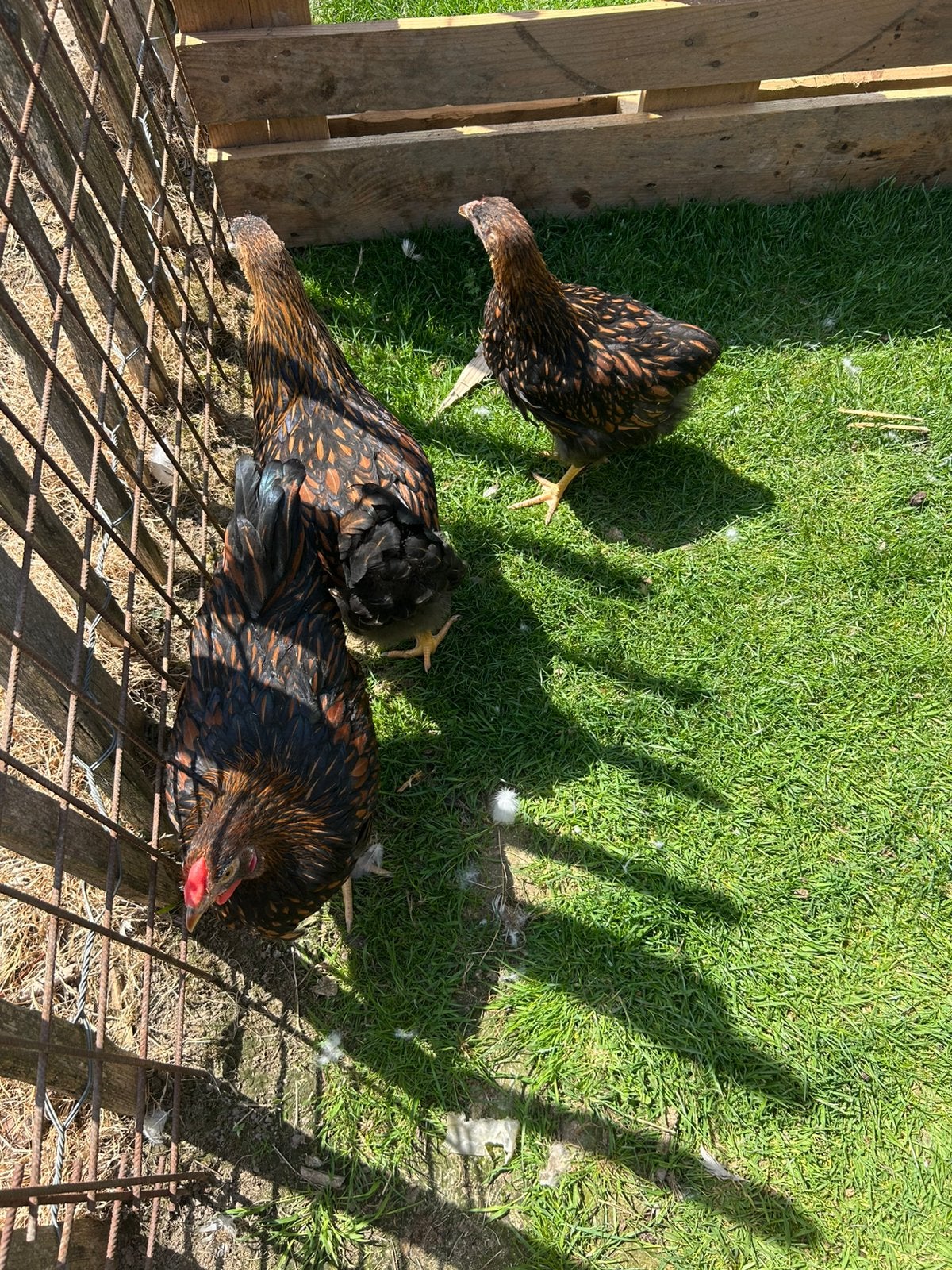Wyandotte groothoender, Plusieurs animaux, Poule ou poulet