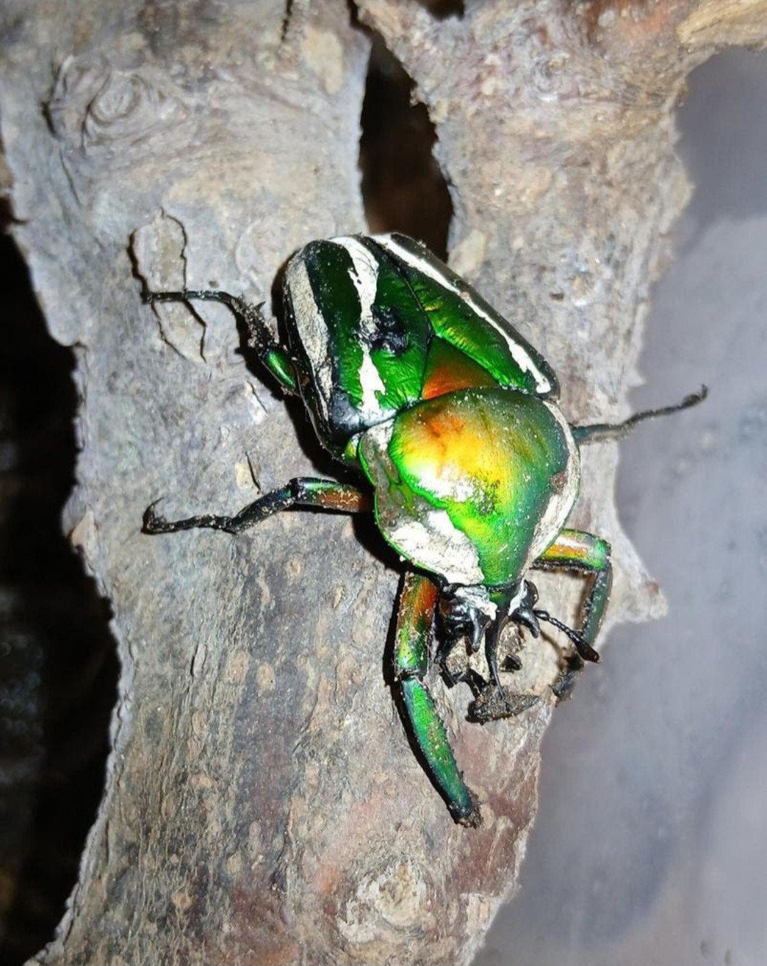 dicronorhina derbyana trio