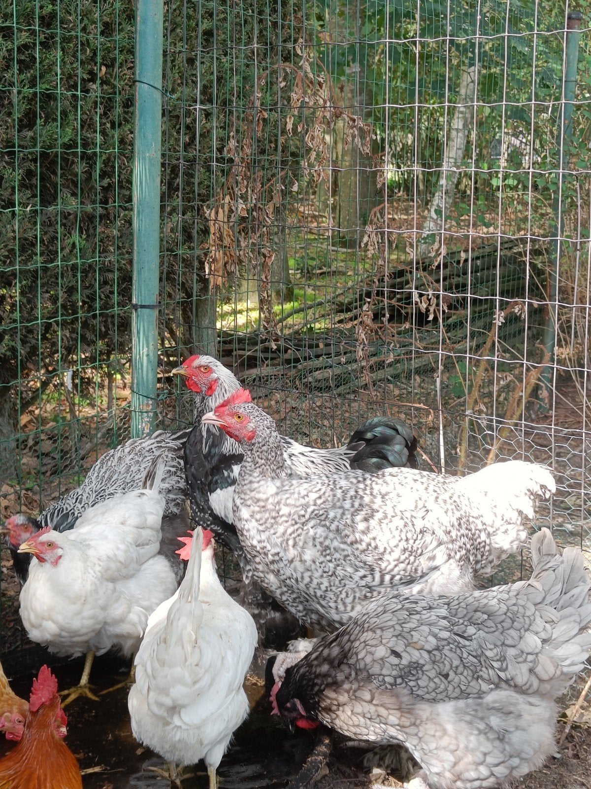 Gratis: 2 Brahma hanen en 1 Mechelse koekoek haan, Dieren en Toebehoren, Mannelijk, Kip