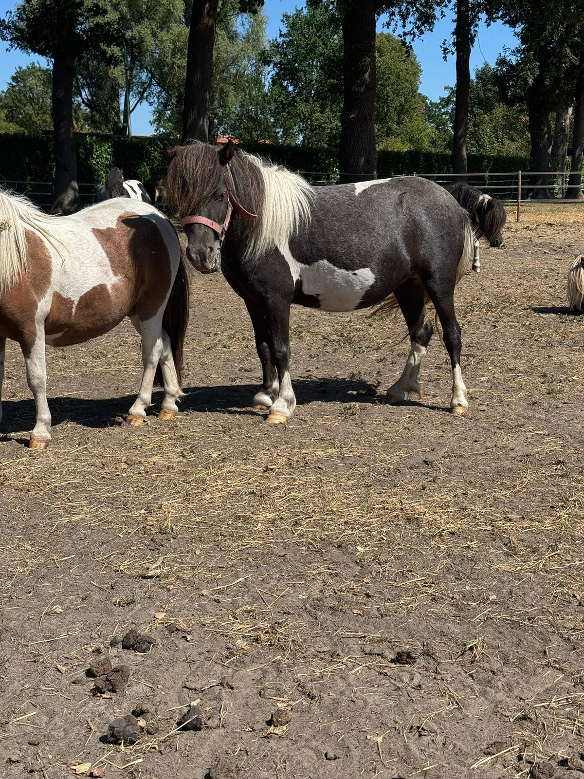 Diversen shetlanders merrie, Dieren en Toebehoren, Paarden, Merrie