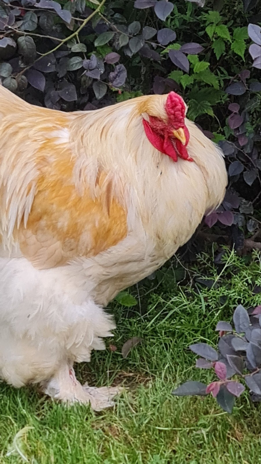 Ik zoek: een raszuivere Brahma lemon pyle 1 jaar oud, Dieren en Toebehoren, Mannelijk, Kip