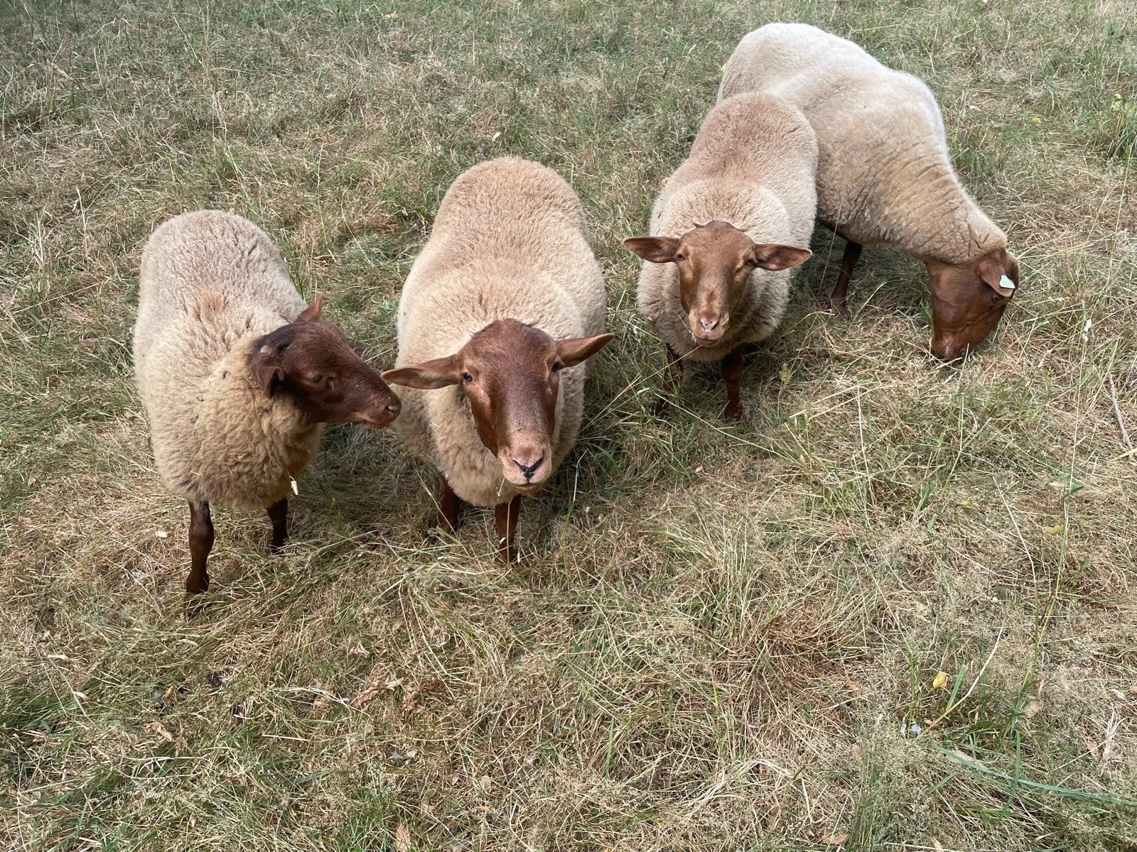 Ardense Voskoppen, Dieren en Toebehoren, Schapen, Geiten en Varkens, Schaap