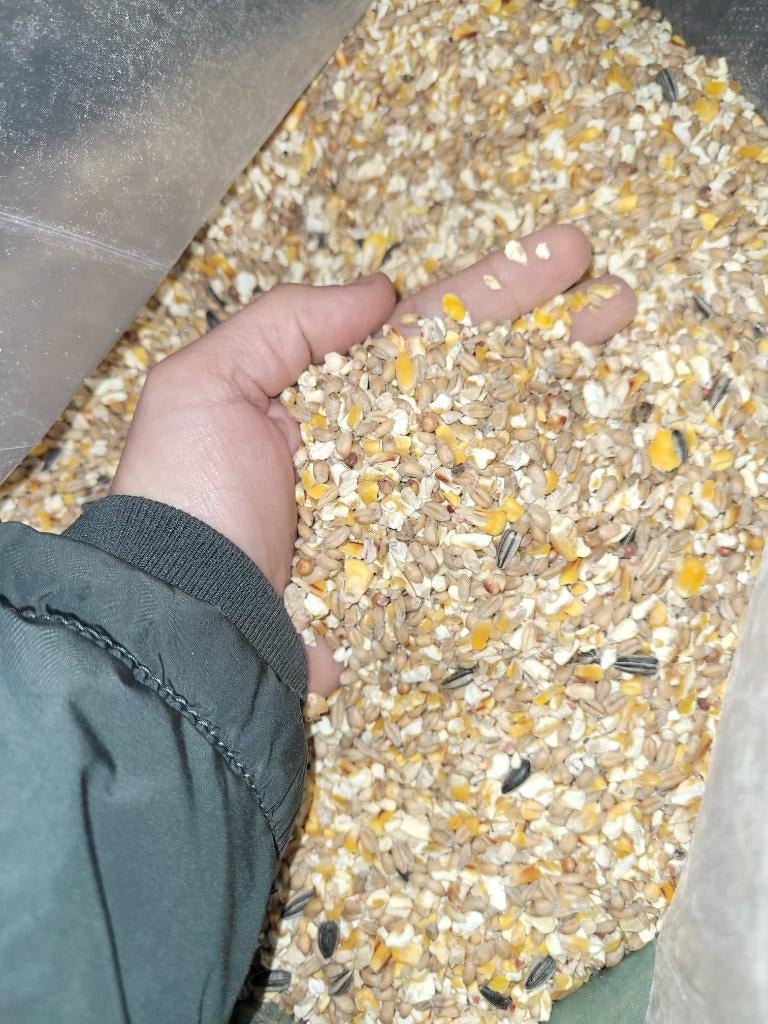 Kippenvoeding aan fabrieksprijzen, Oktober, Vrouwelijk