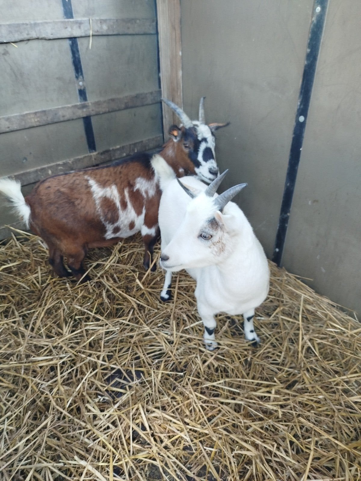 Petite chèvre naine 2 ans, Chèvre