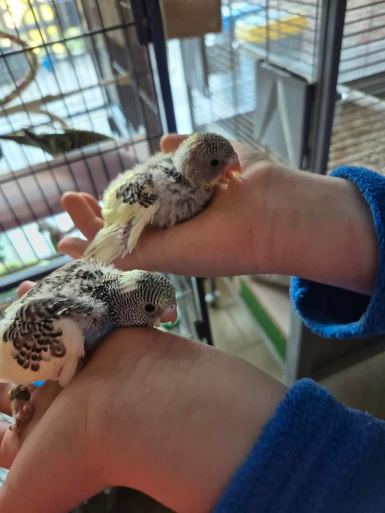 Baby grasparkieten voor handopfok, Geringd