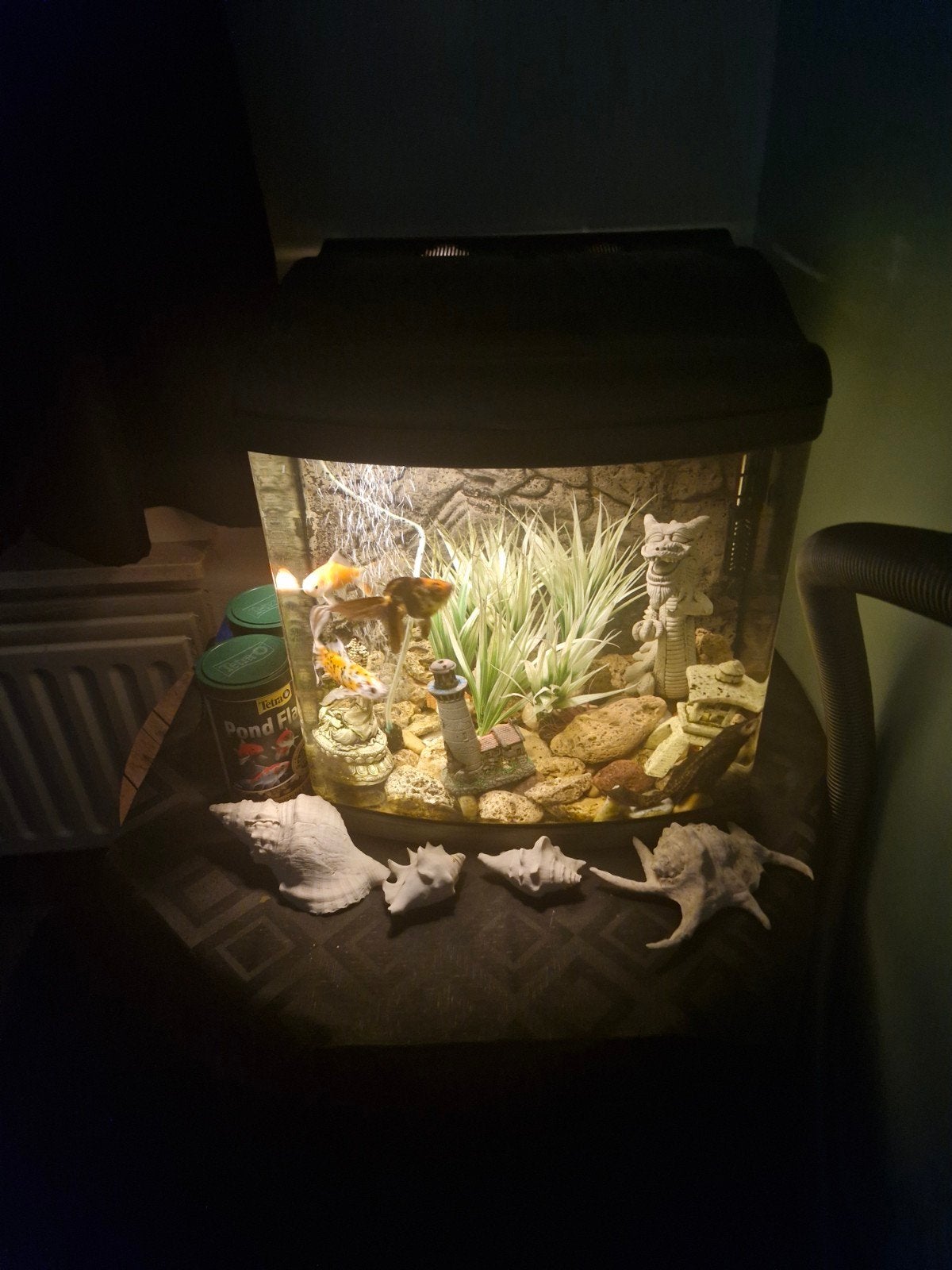 Aqarium+ 3 goudvissen en ruitenkuiser, Dieren en Toebehoren, Ophalen