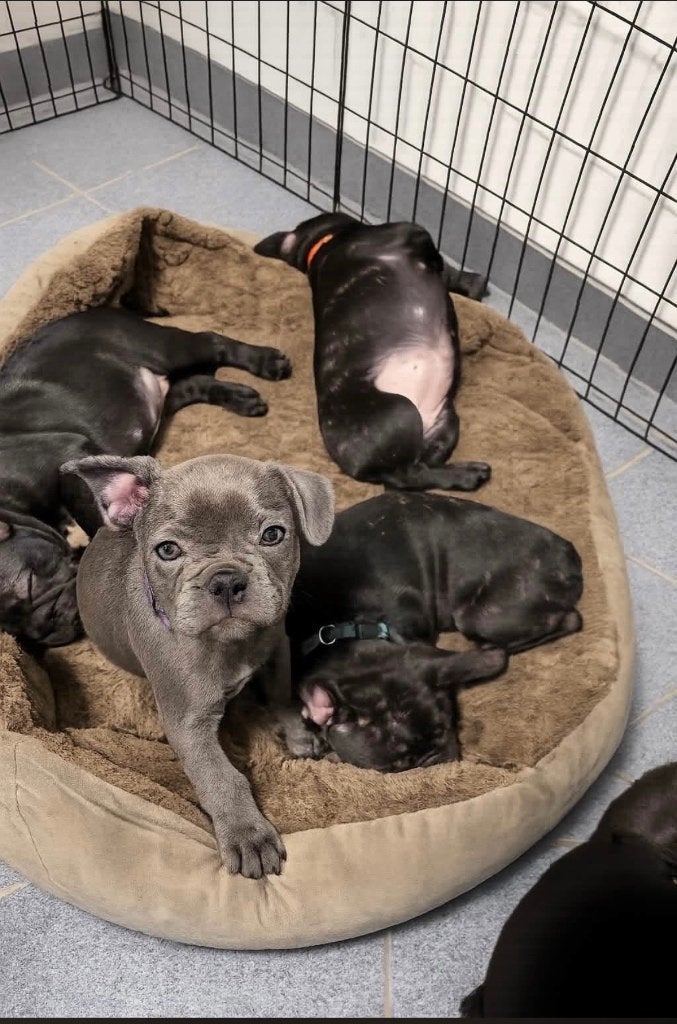 Prachtige Franse bulldog-puppy's - Groot touw, Parvo, België, Particulier, 8 tot 15 weken