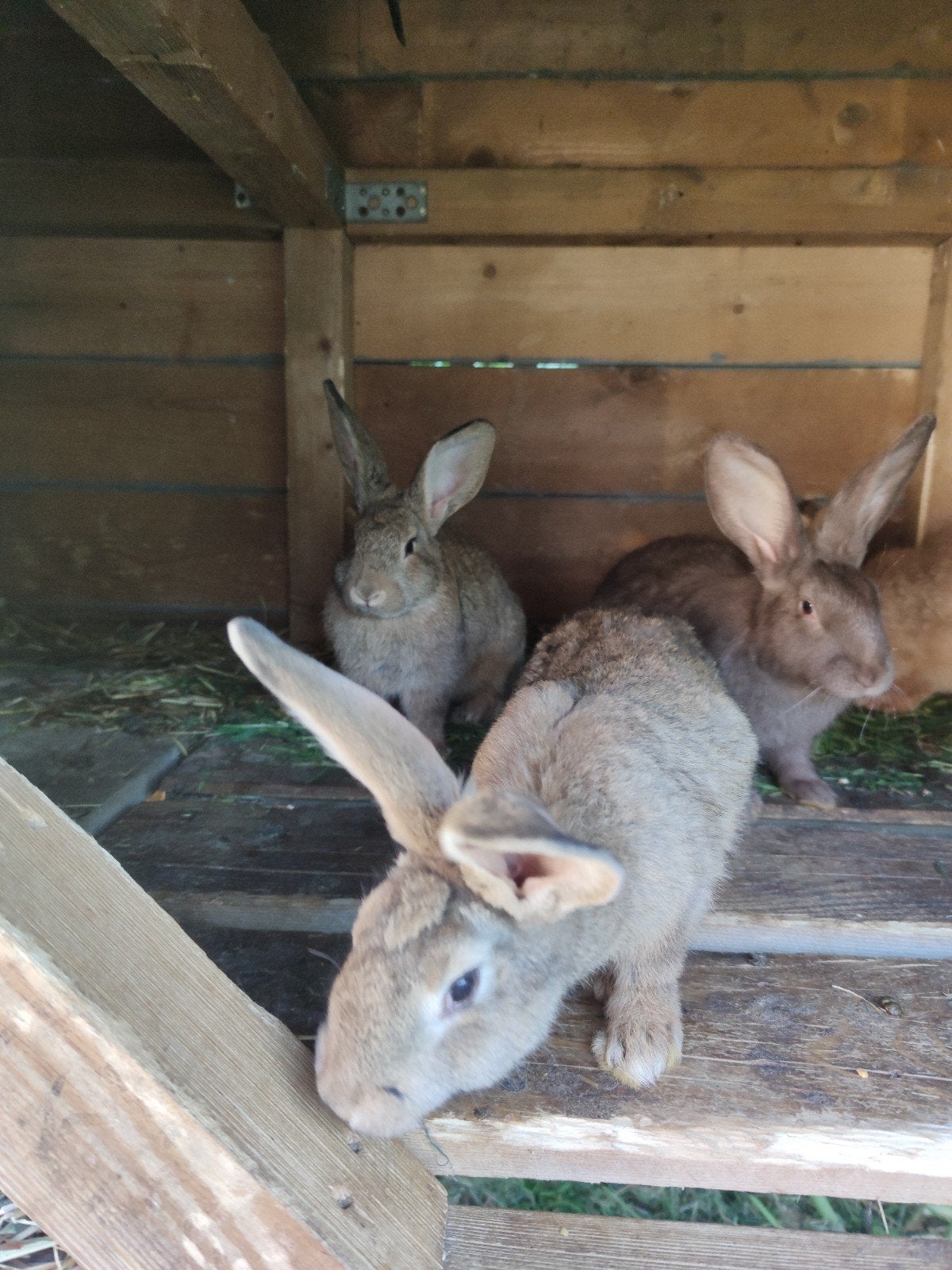 Noix et hochets âgés de 3 mois