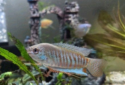Banded Gourami, Dieren en Toebehoren, Vissen | Aquariumvissen, Vis
