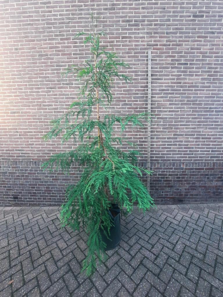 Coast Redwood  / Sequoia sempervirens bomen uit de USA, Tuin en Terras, Planten | Bomen, Overige soorten, 250 tot 400 cm, Halfschaduw