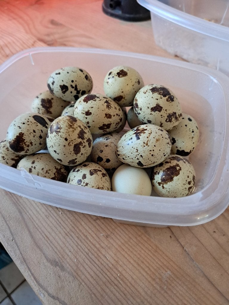 oeufs de caille jumbo fécondé, Enlèvement