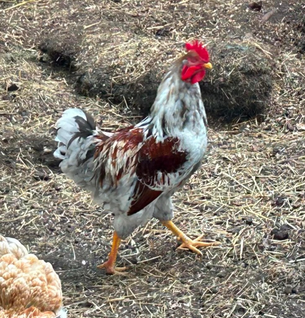 Haan Barnevelder, Dieren en Toebehoren, Mannelijk, Kip