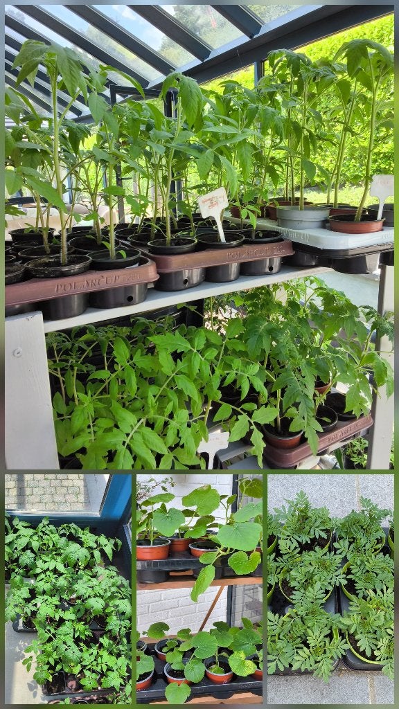 Biologische tomaat/pompoen/pompoenplanten (5+1 gratis), Tuin en Terras, Ophalen, Eenjarig, Groenteplanten, Volle zon