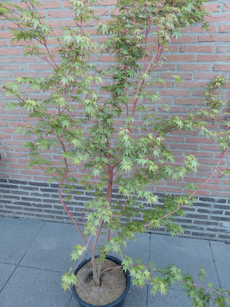 Acer Sango Kaku, Tuin en Terras, Ophalen, Esdoorn