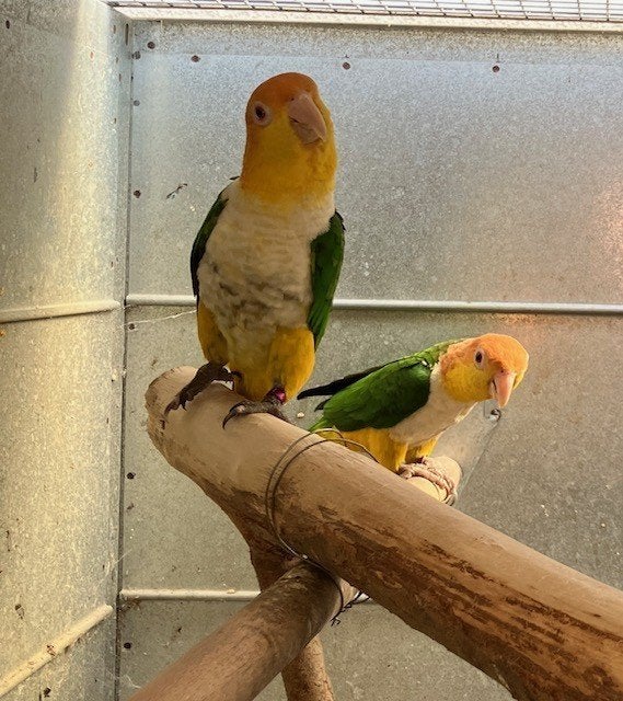 Kweekkoppels caïques te koop, Plusieurs animaux, Perroquet, Bagué
