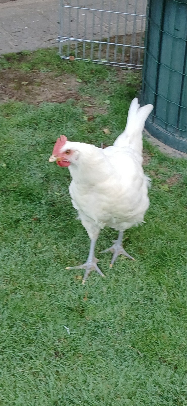 pluimvee, Dieren en Toebehoren, Mannelijk