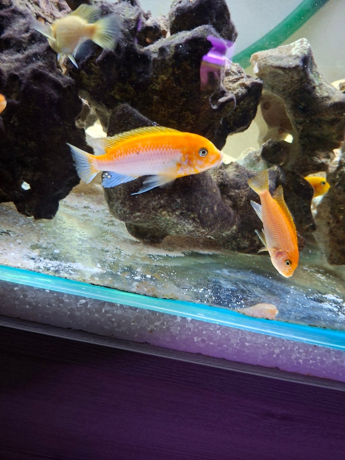 Cichlides malawi labidochromis sunflower