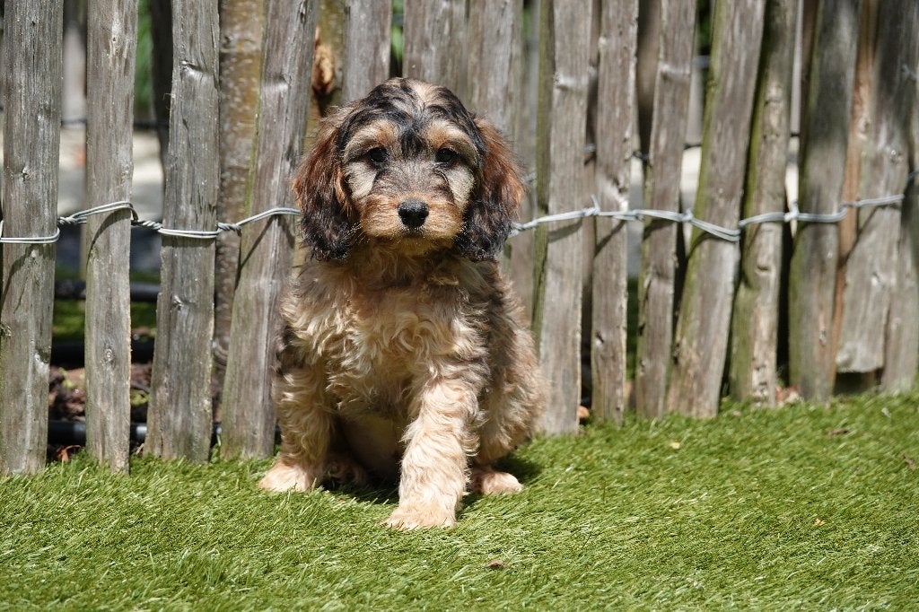 Prachtige Cockapoo pups (Abrikoos & Sable), België, Overige rassen, CDV (hondenziekte), 8 tot 15 weken