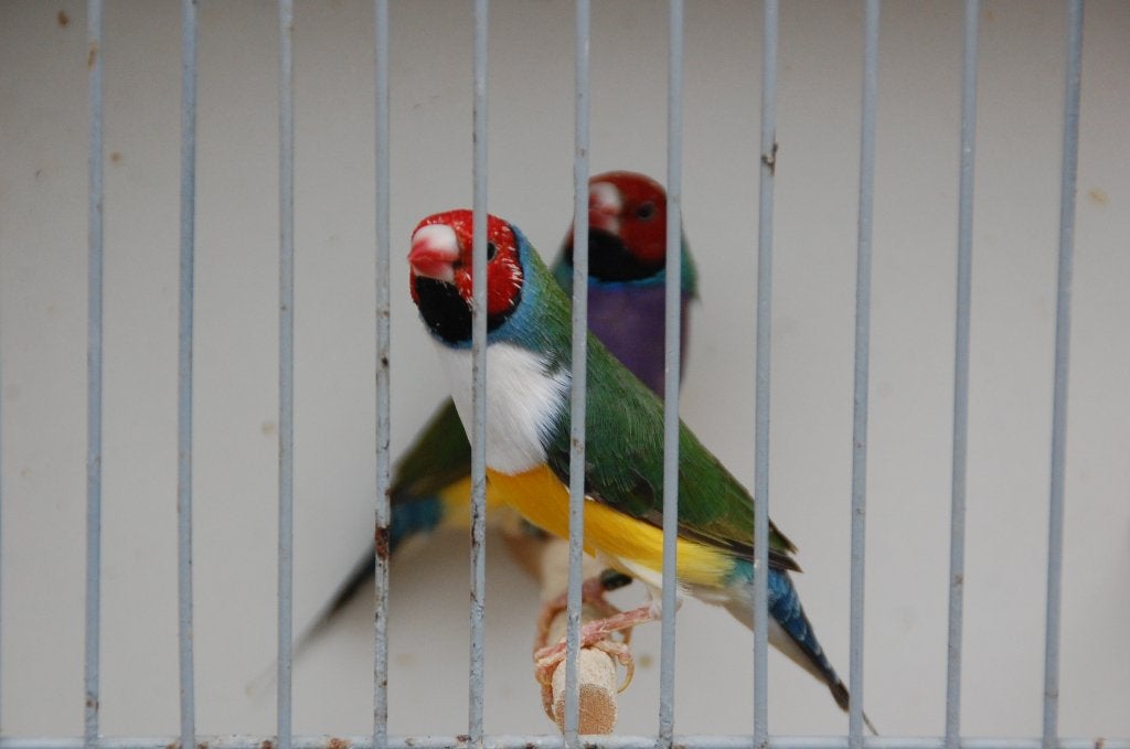 gouldamandine, Animaux & Accessoires, Oiseaux | Oiseaux Autre