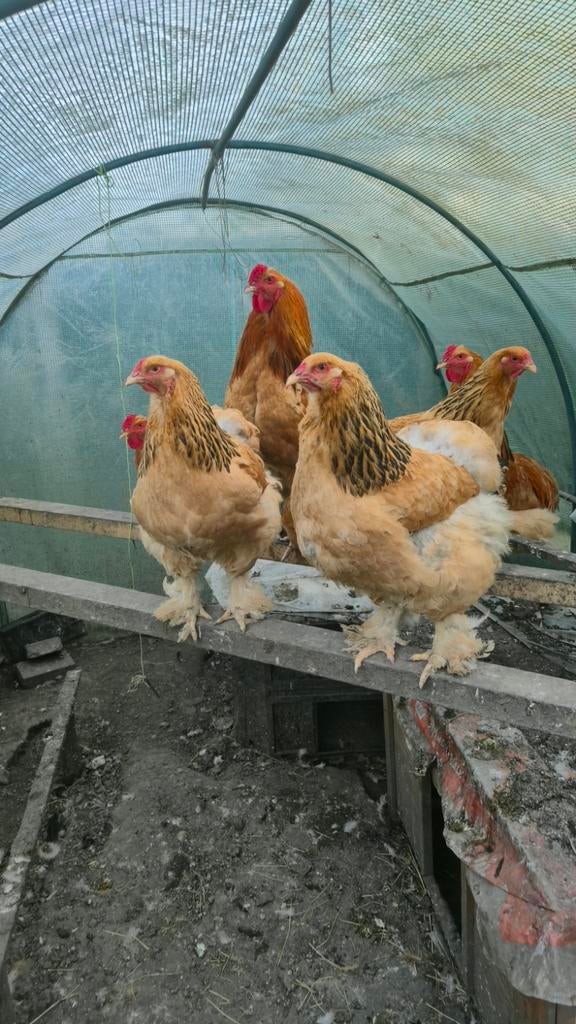 Brahma  kip en haan, Dieren en Toebehoren