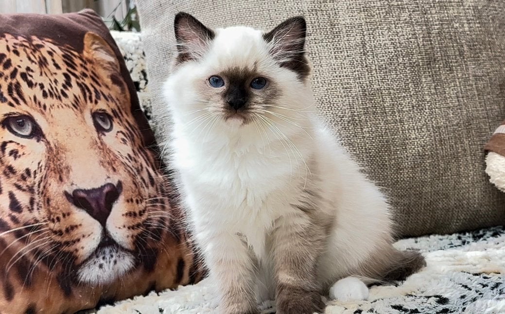 Zalige Seal Mitted Ragdoll kitten –een echte allemansvriend, Kater, Met stamboom, 0 tot 2 jaar