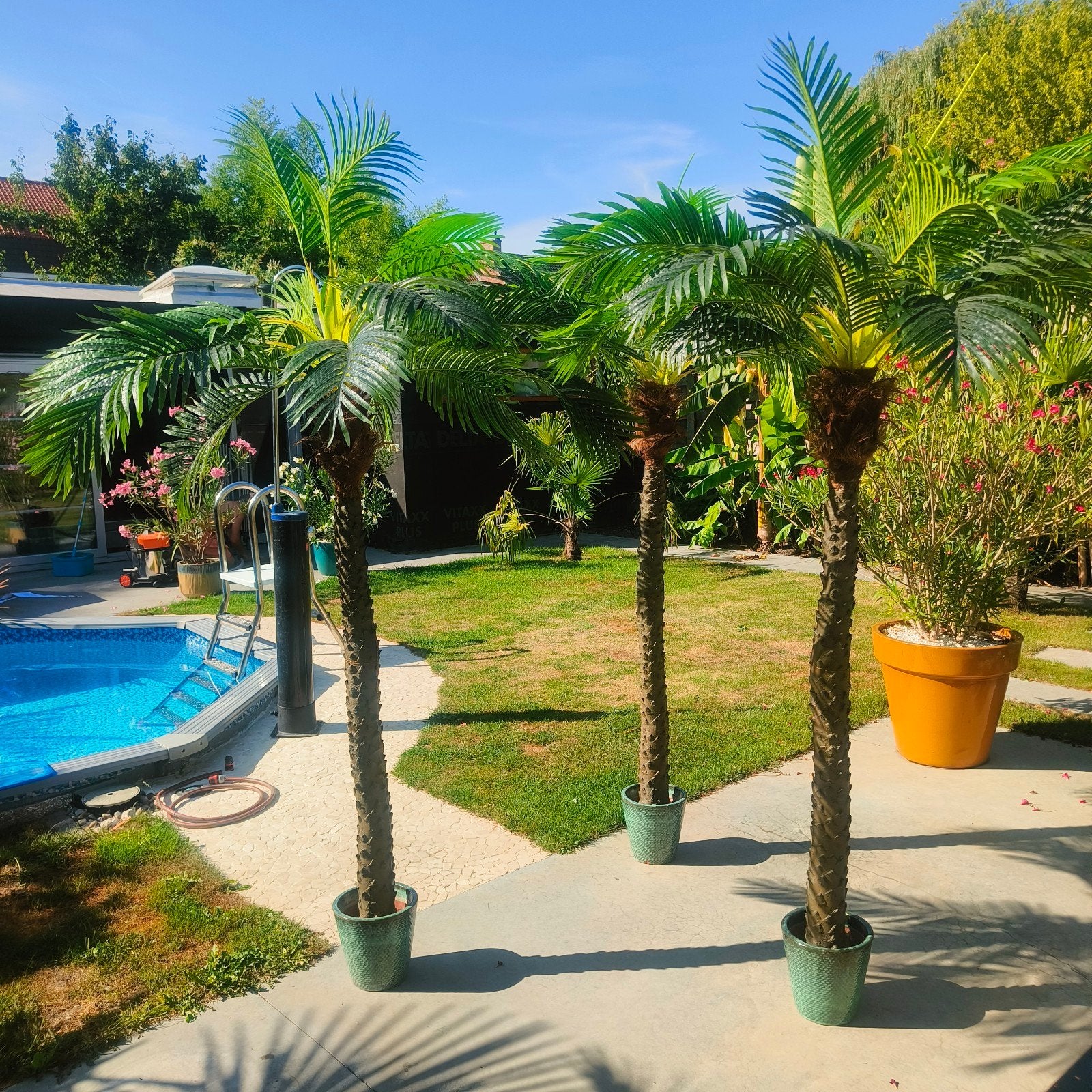 palmboom, Tuin en Terras, Bloembollen en Zaden, Ophalen