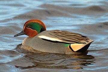 Siereenden, Dieren en Toebehoren, Pluimvee, Meerdere dieren, Eend