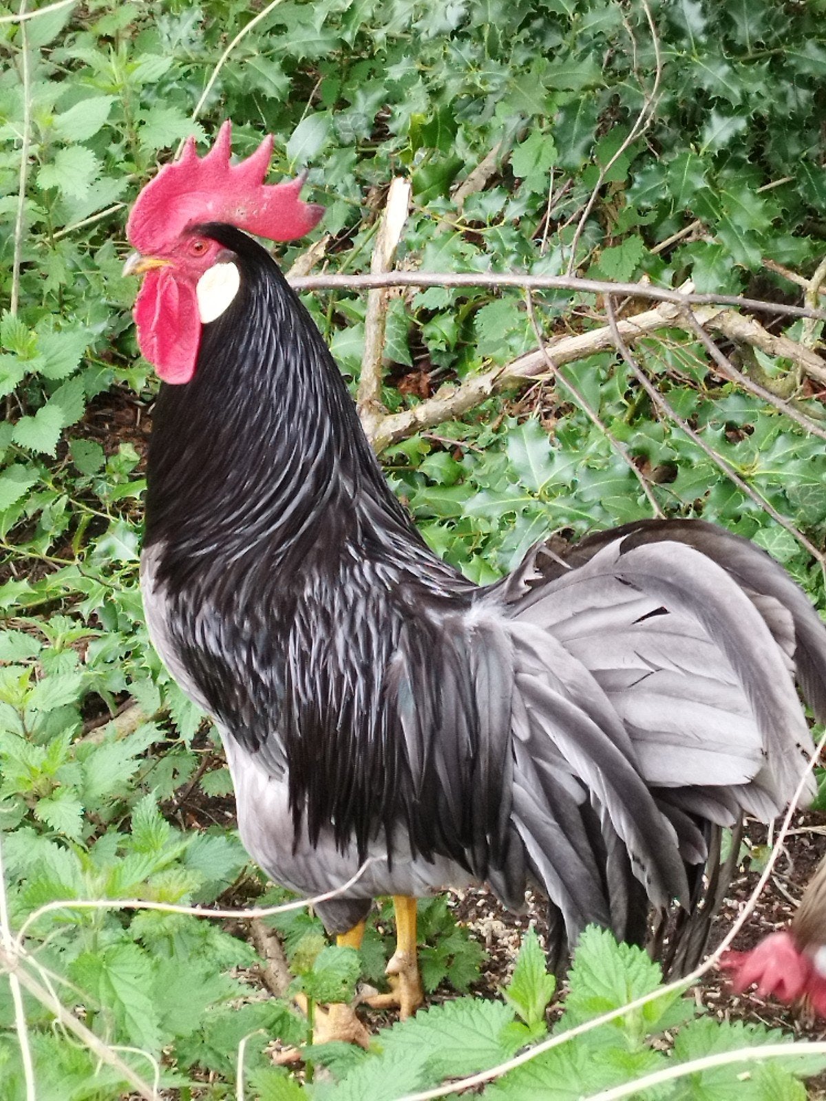 œufs à incuber bleu leghorn et (bleu) échiquier
