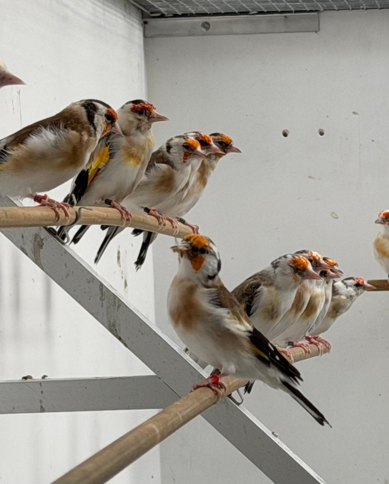 Major putters Distelvink Carduelis, Plusieurs animaux, Oiseau chanteur sauvage, Bagué