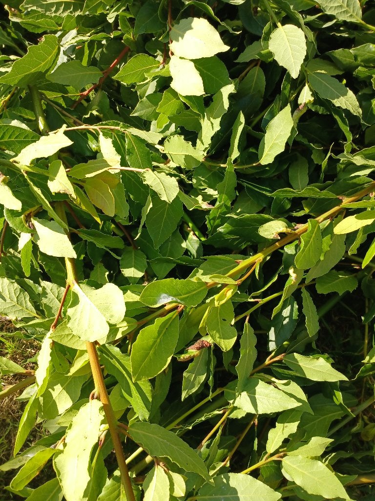 Laurus nobilis, Ophalen of Verzenden