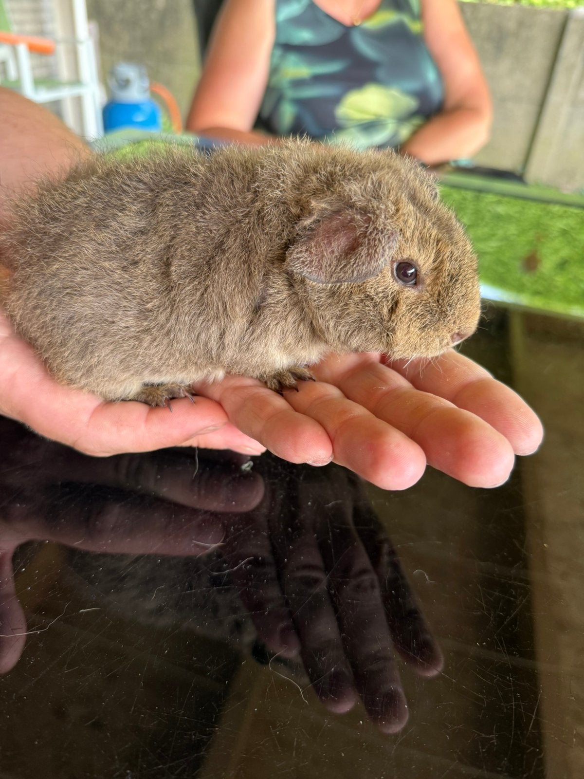 Teddy beertje, Dieren en Toebehoren, Cavia, April, Mannelijk, Tam
