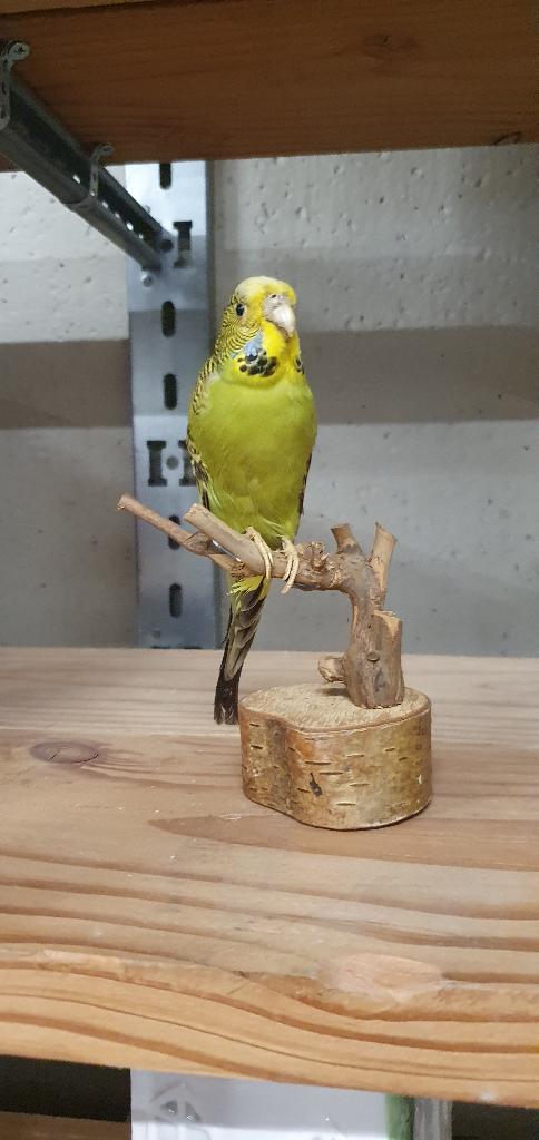 Opgezette gras parkiet, Dieren en Toebehoren, Vogels | Parkieten en Papegaaien, Geslacht onbekend, Parkiet