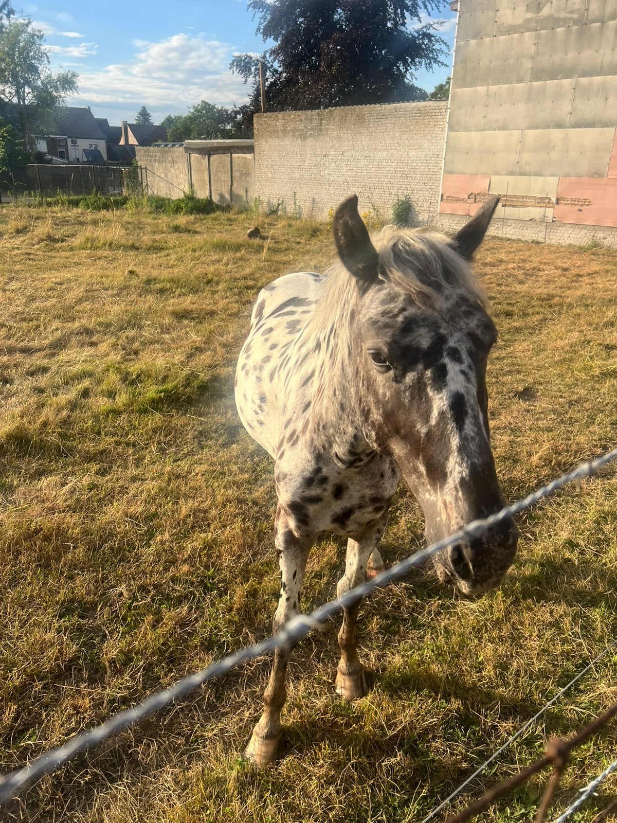 mooie Appaloose ruin, Dieren en Toebehoren, Paarden, Minder dan 160 cm, Ruin, Gechipt, 3 tot 6 jaar