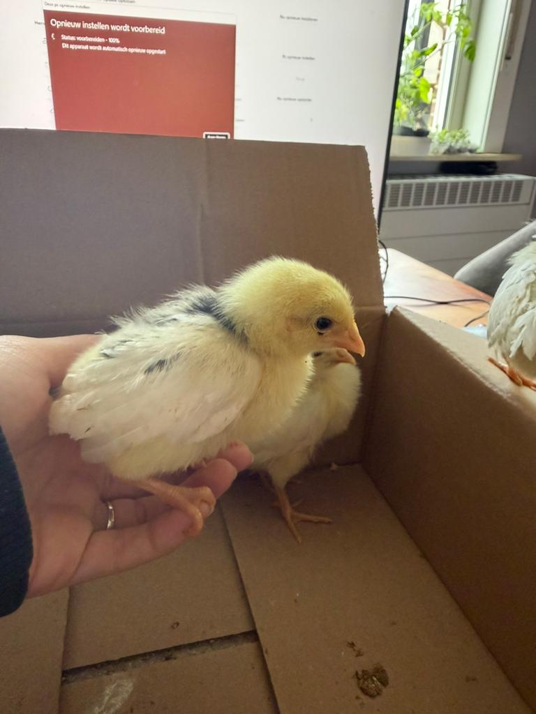 Bonte leghorn kuikentjes, Dieren en Toebehoren, Pluimvee, Geslacht onbekend, Kip