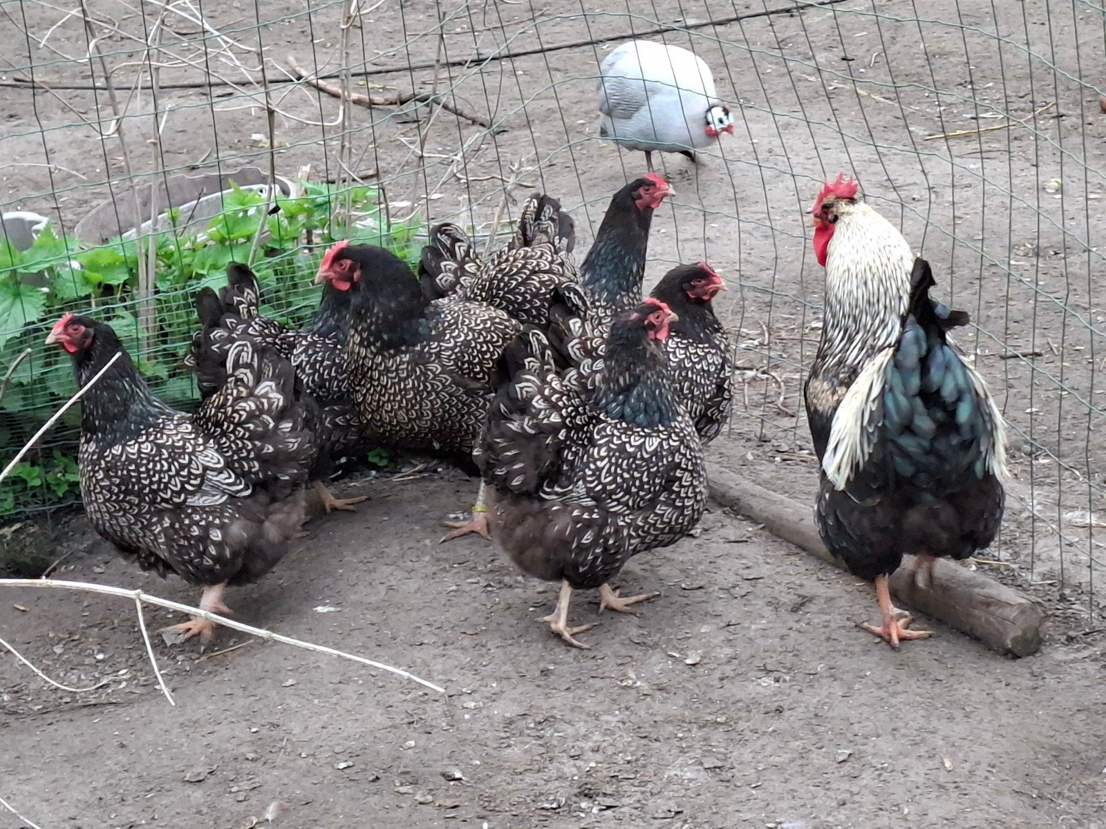 Barnevelder zilver dubbel gezoomd