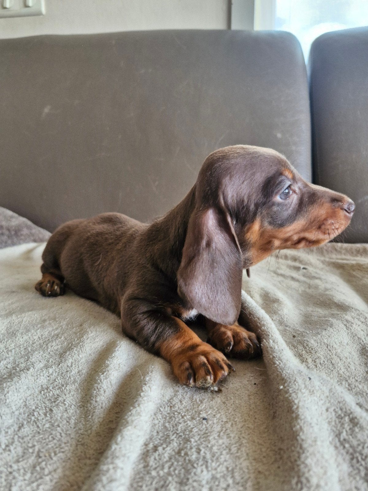 Teckel nain, Animaux & Accessoires, Chiens | Teckels & Bassets, Poils courts, Chien (mâle), Belgique, 8 à 15 semaines