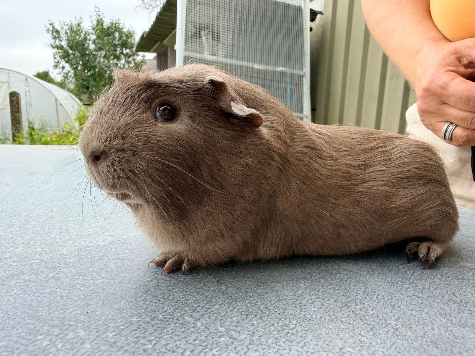 Engels gekruind slate beertje, Dieren en Toebehoren, Februari, Mannelijk, Cavia