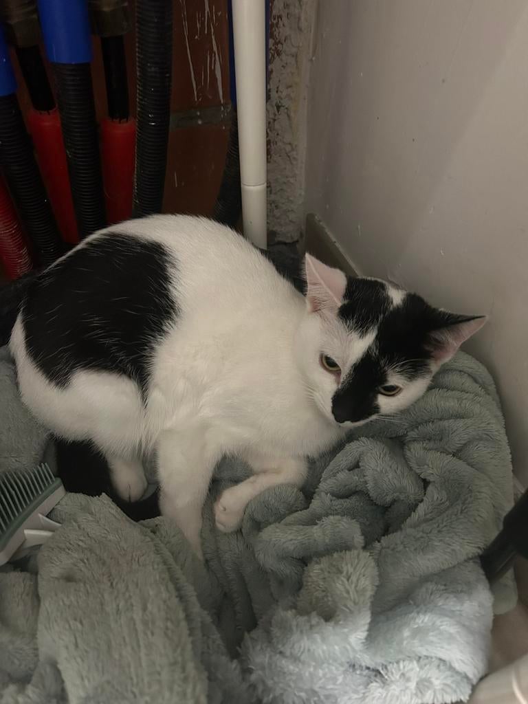 Chatton de 9 mois, Particulier, Te koop